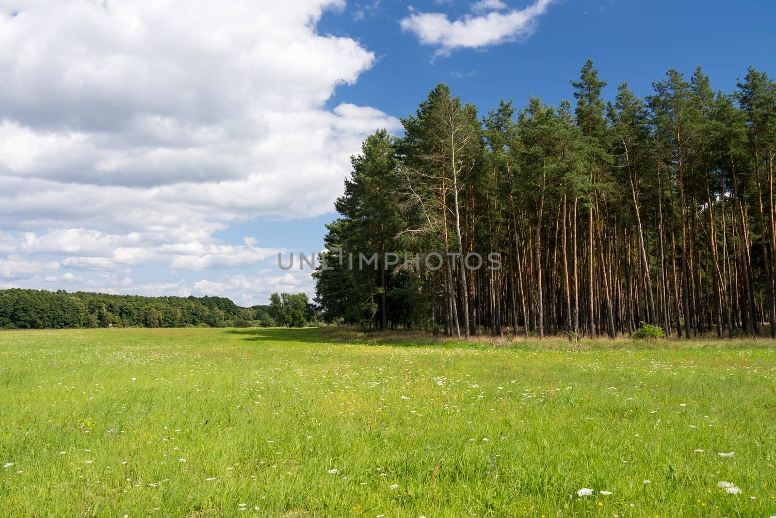 forest and a meadow in summer
