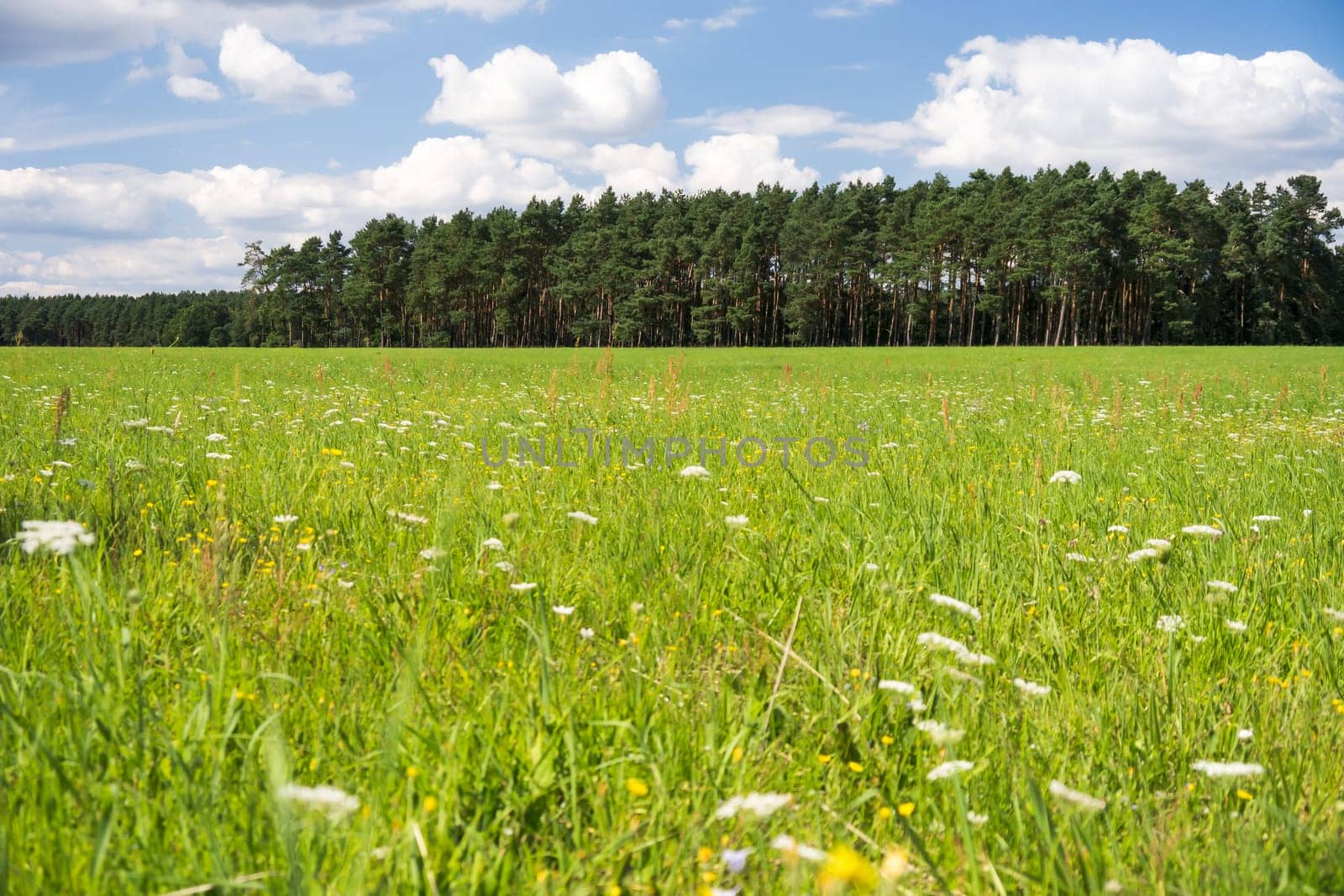 view on a a green meadow with flowers, in the background a forest