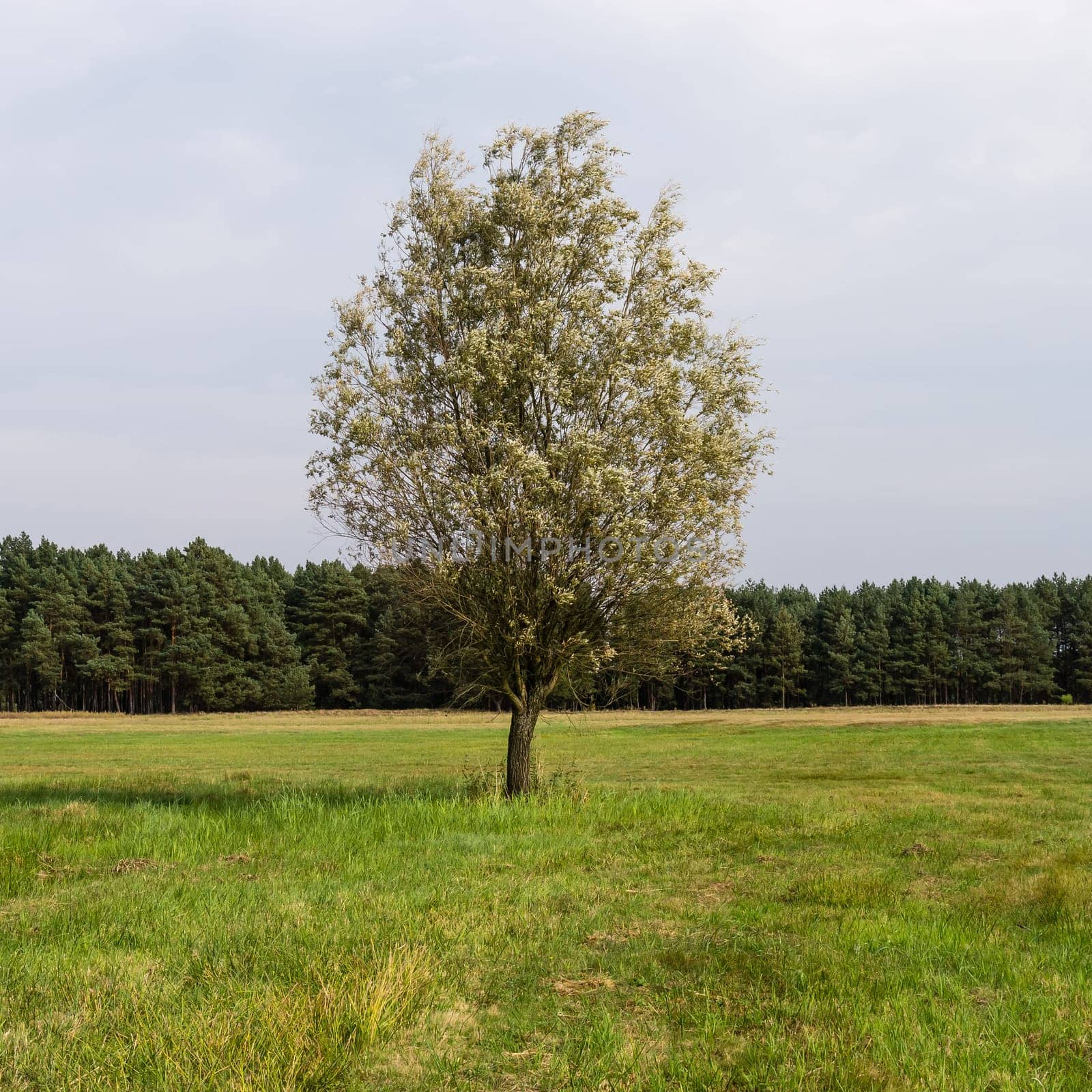 single tree in landscape in summer