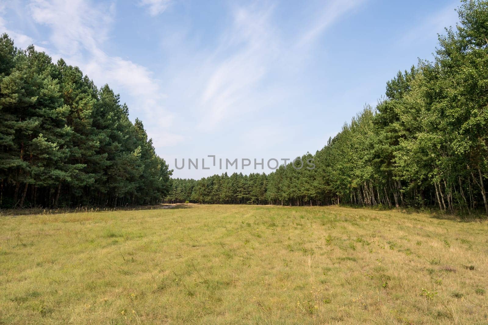 trees and meadow in summertime