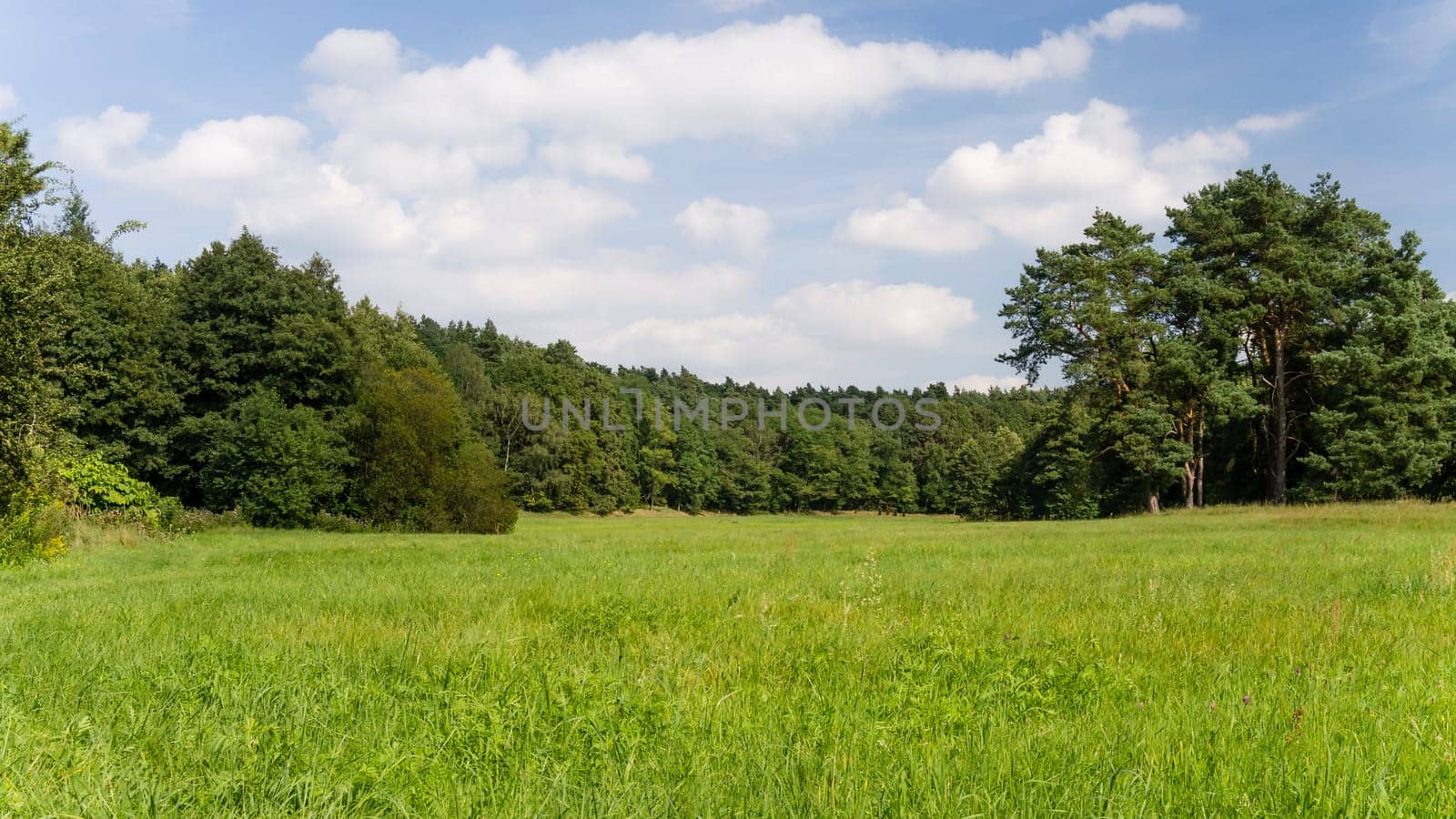beautiful landscape with a meadow and trees in summertime