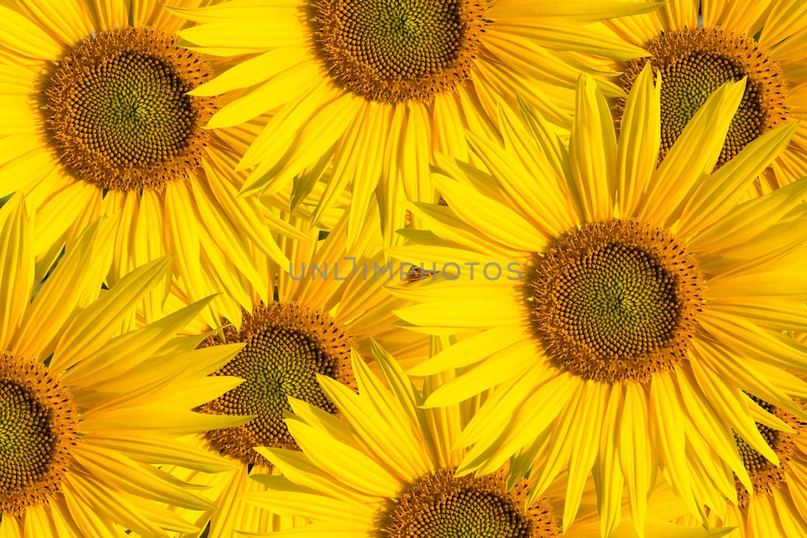 background with a few sunflowers