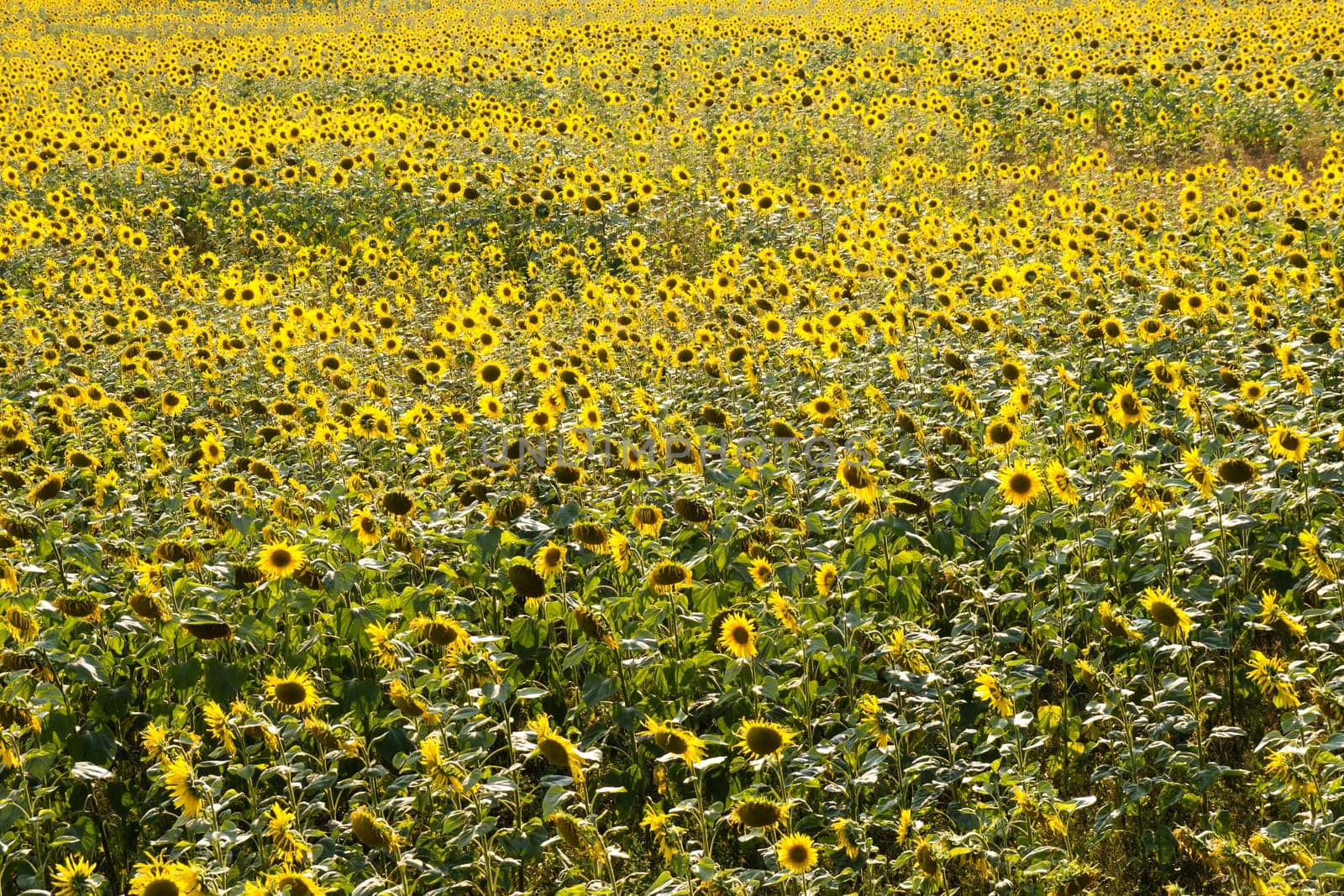 a field of sunflowers on a sunny day