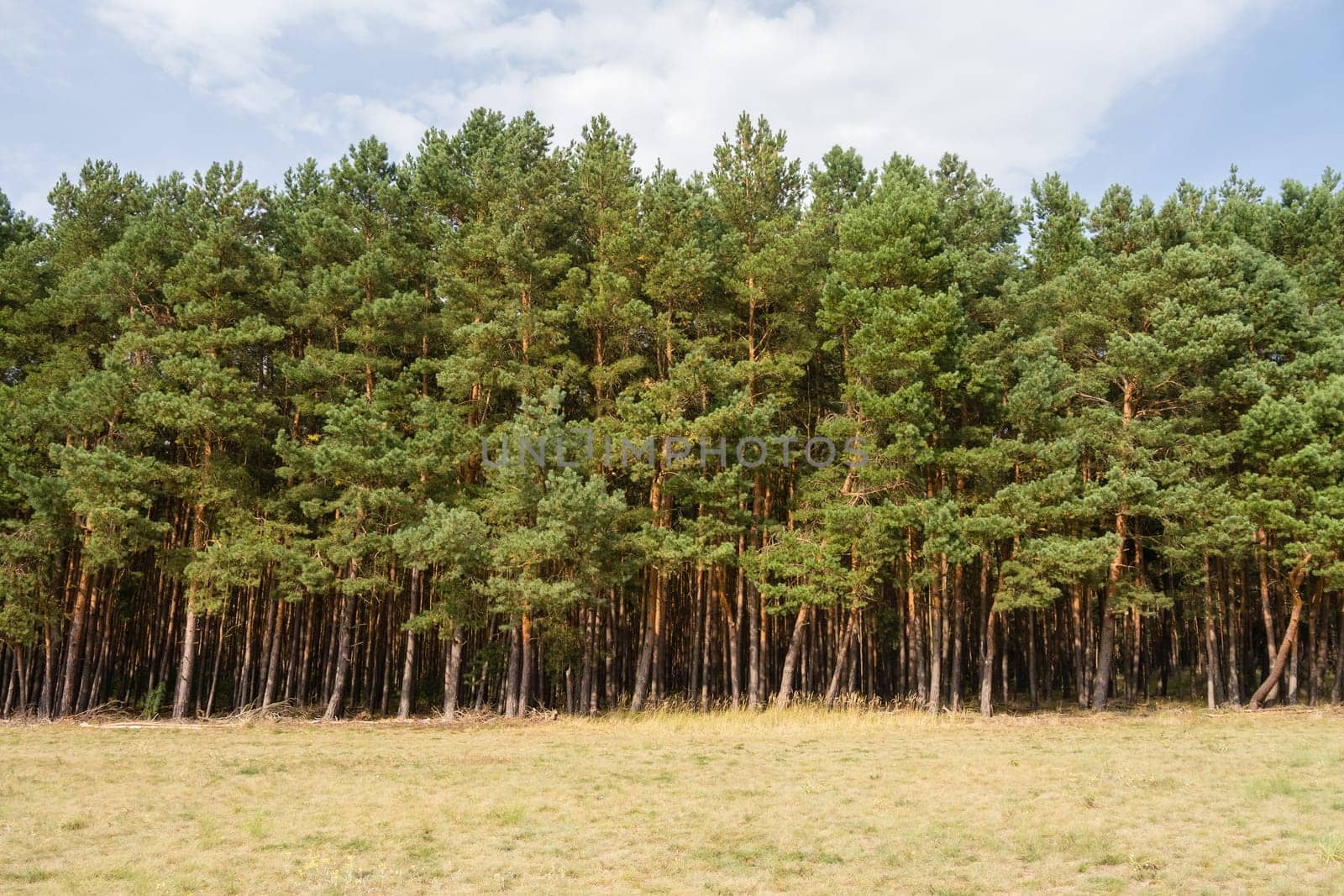 tree line on a field in summer