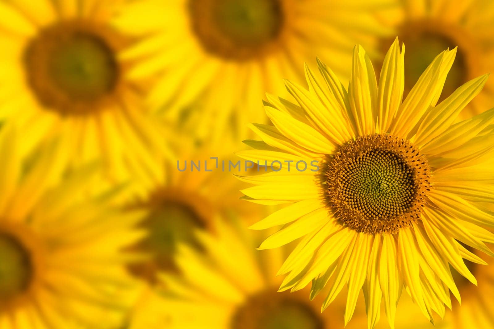 a blurred background with sunflowers