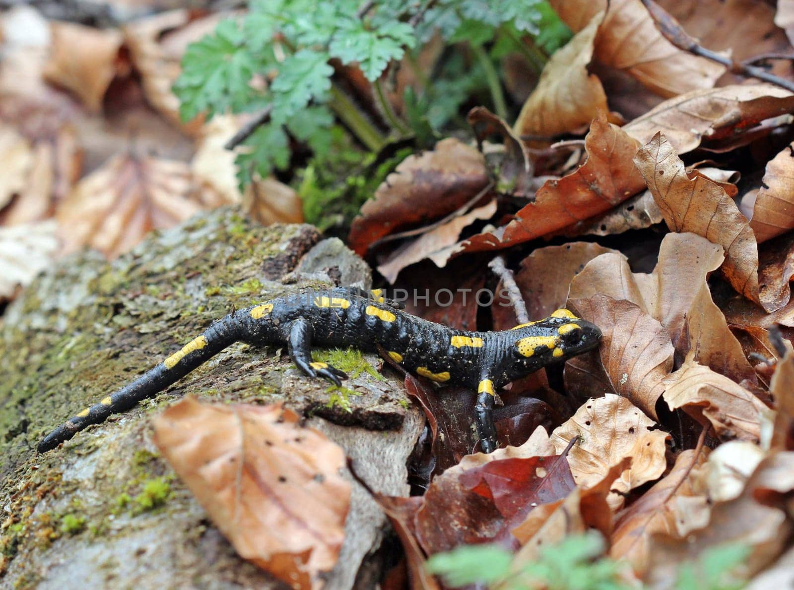 Fire salamanders in the Kellerwald National Park