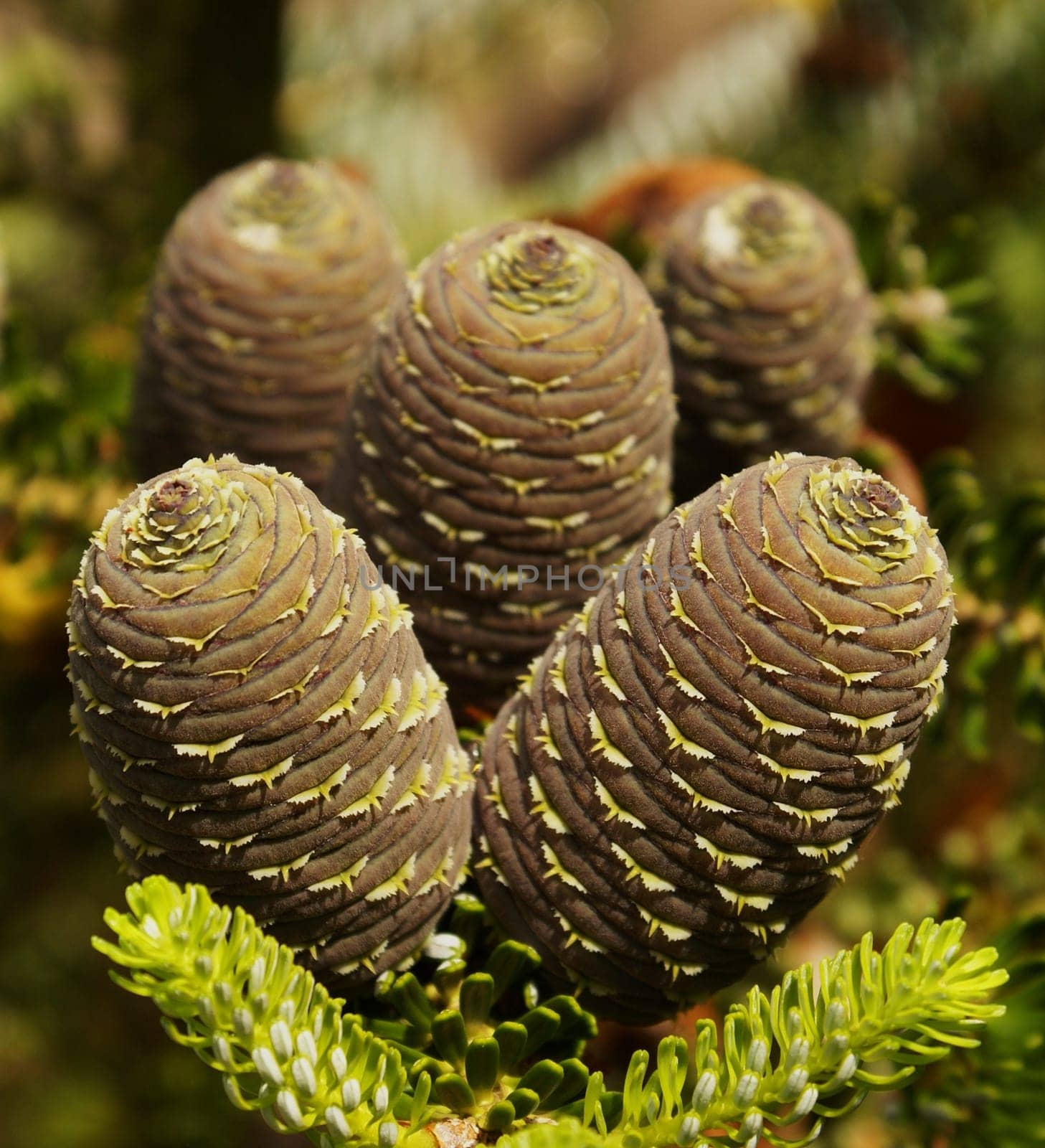 Fir cone