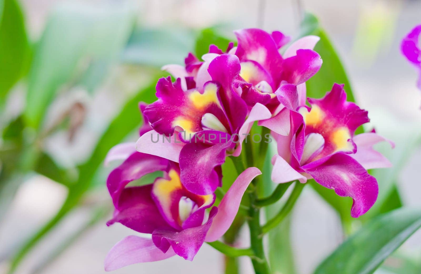 Beautiful orchid