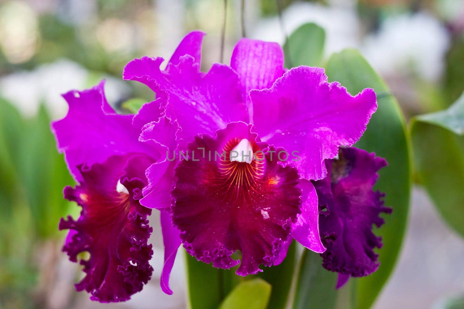 Beautiful orchid
