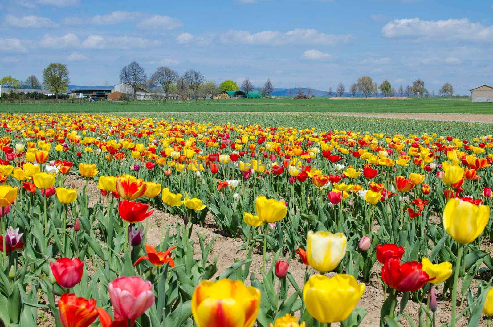 Tulip field
