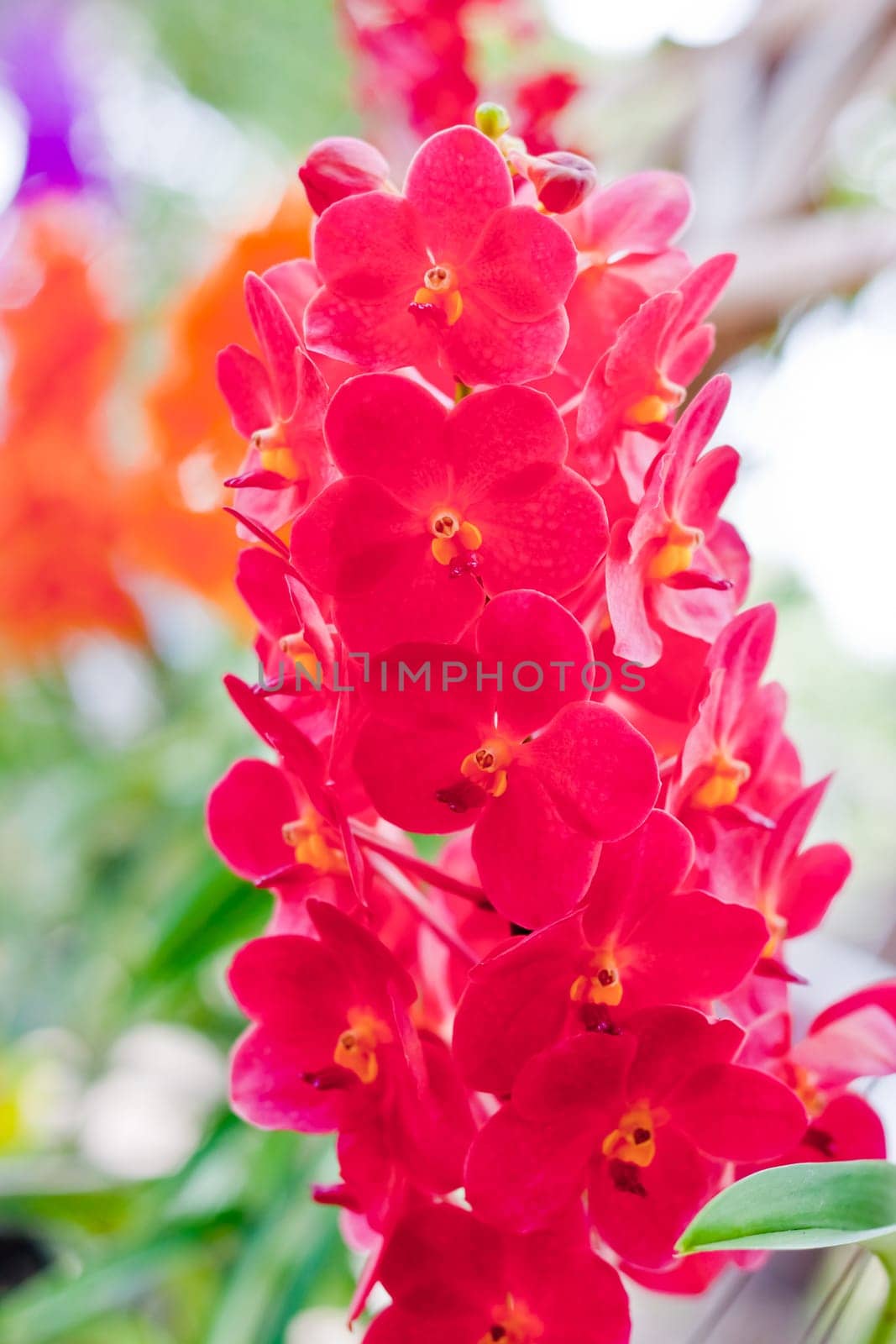 Beautiful orchid
