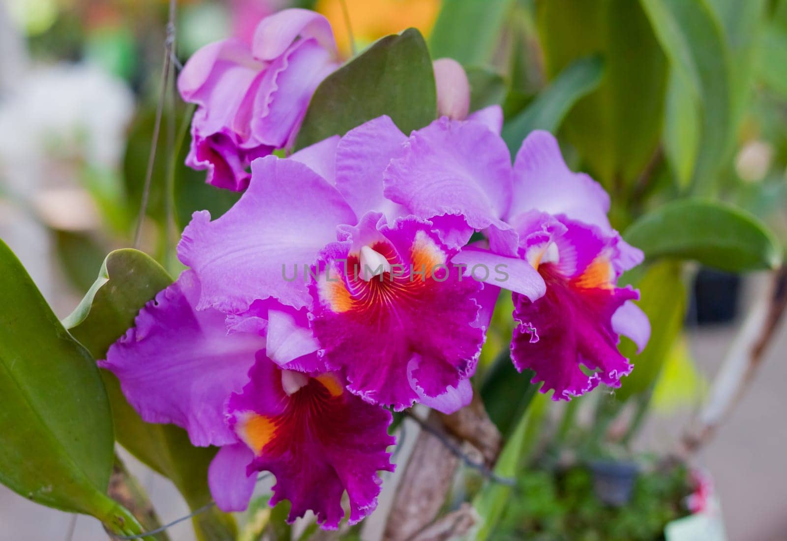 Beautiful orchid