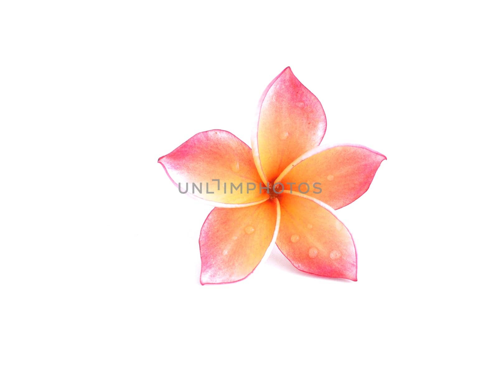 Plumeria flower isolated on white