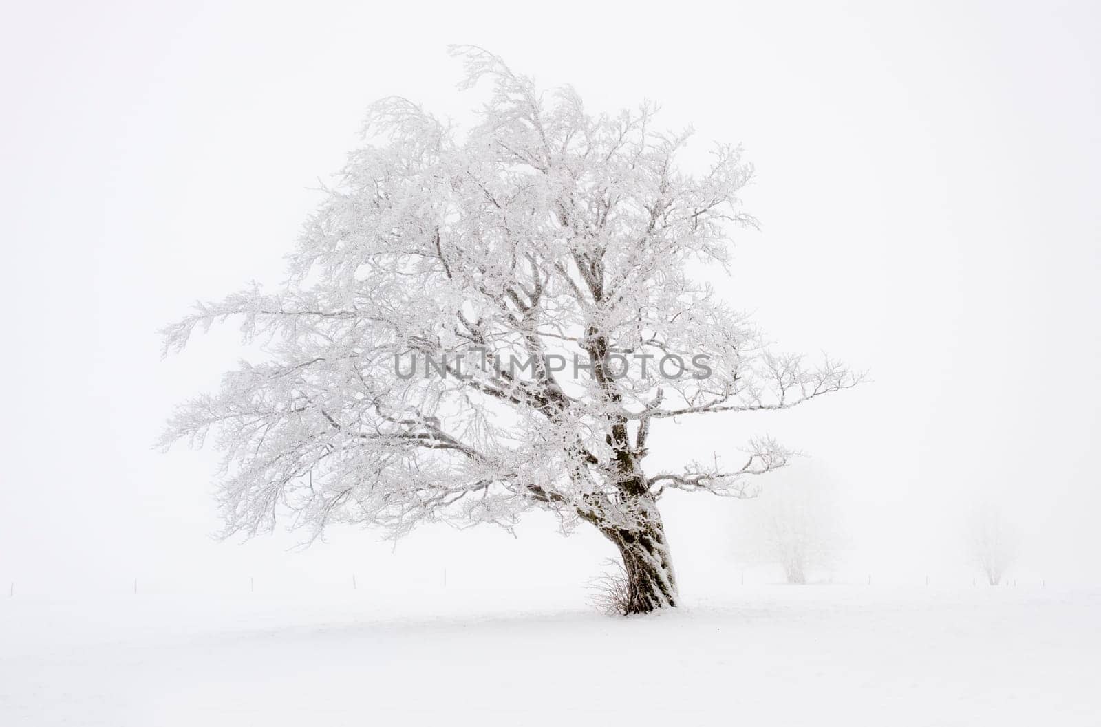winter or winter snow or winter ice or winter deep snow