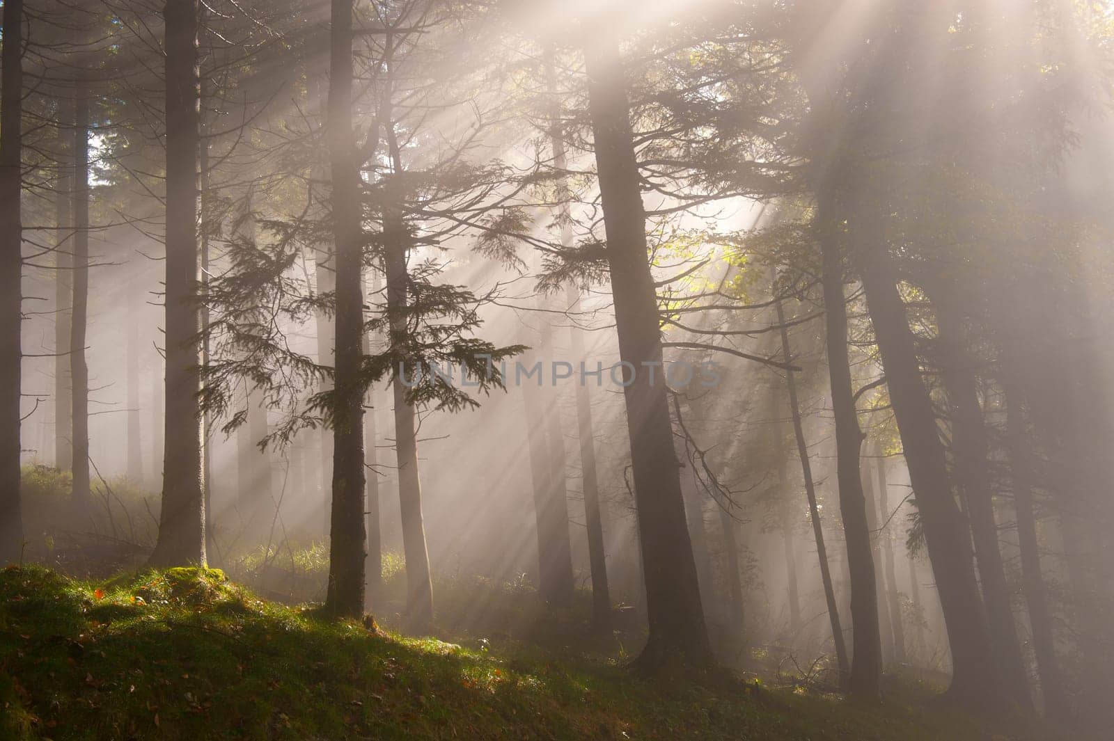Forest lights