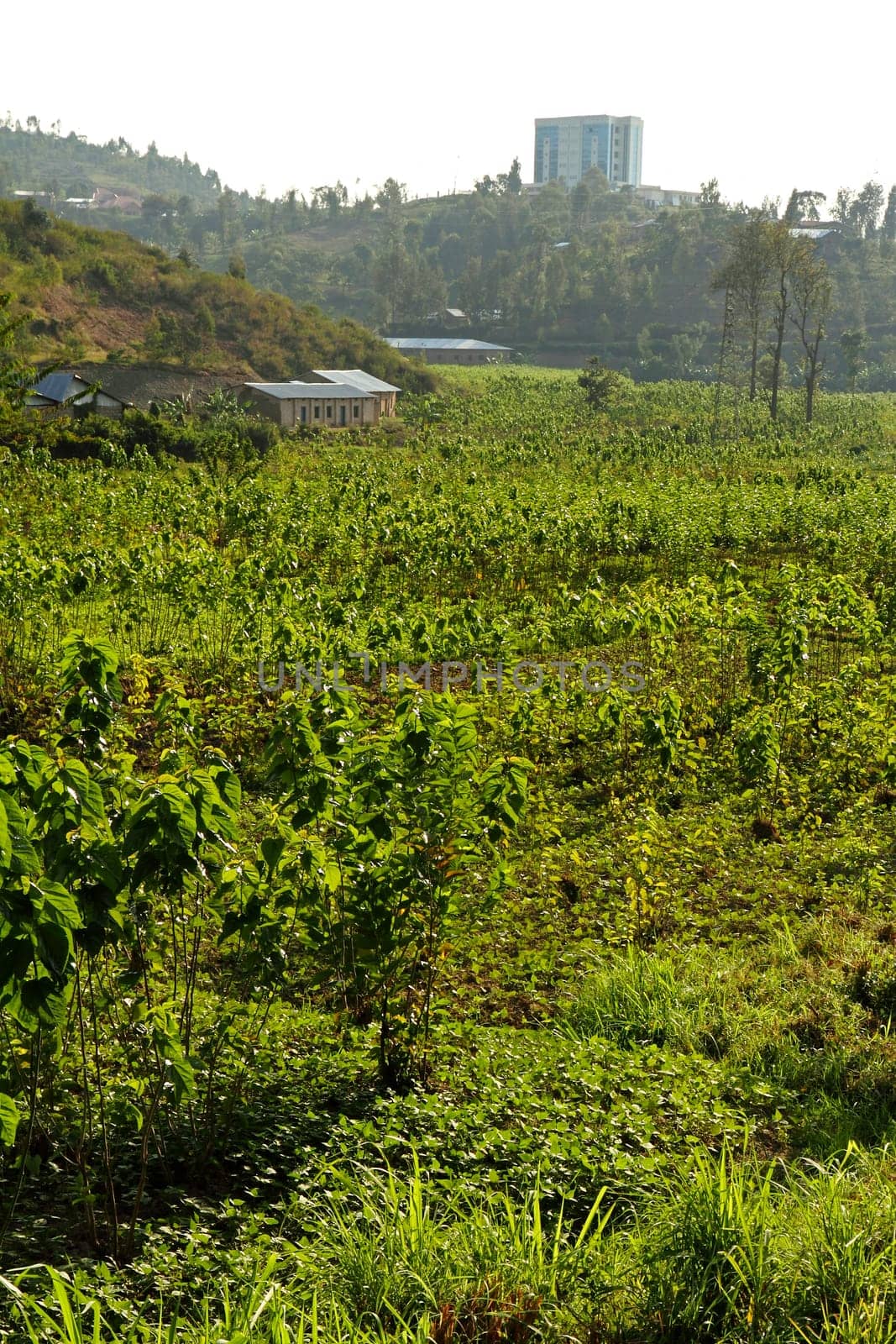 African crops growing on a farm set in a valley between hills in Kibuye, Rwanda, Africa