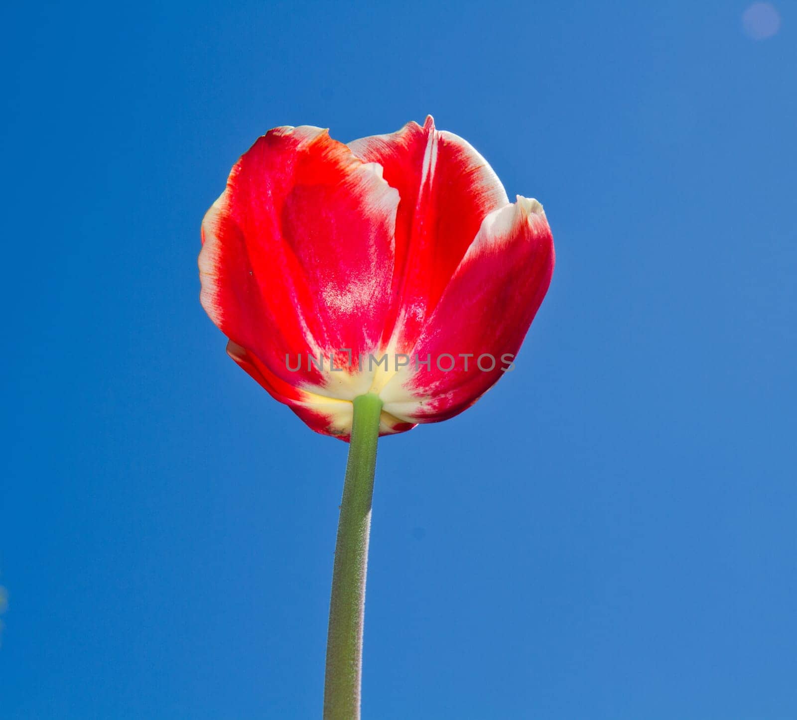 colored tulip