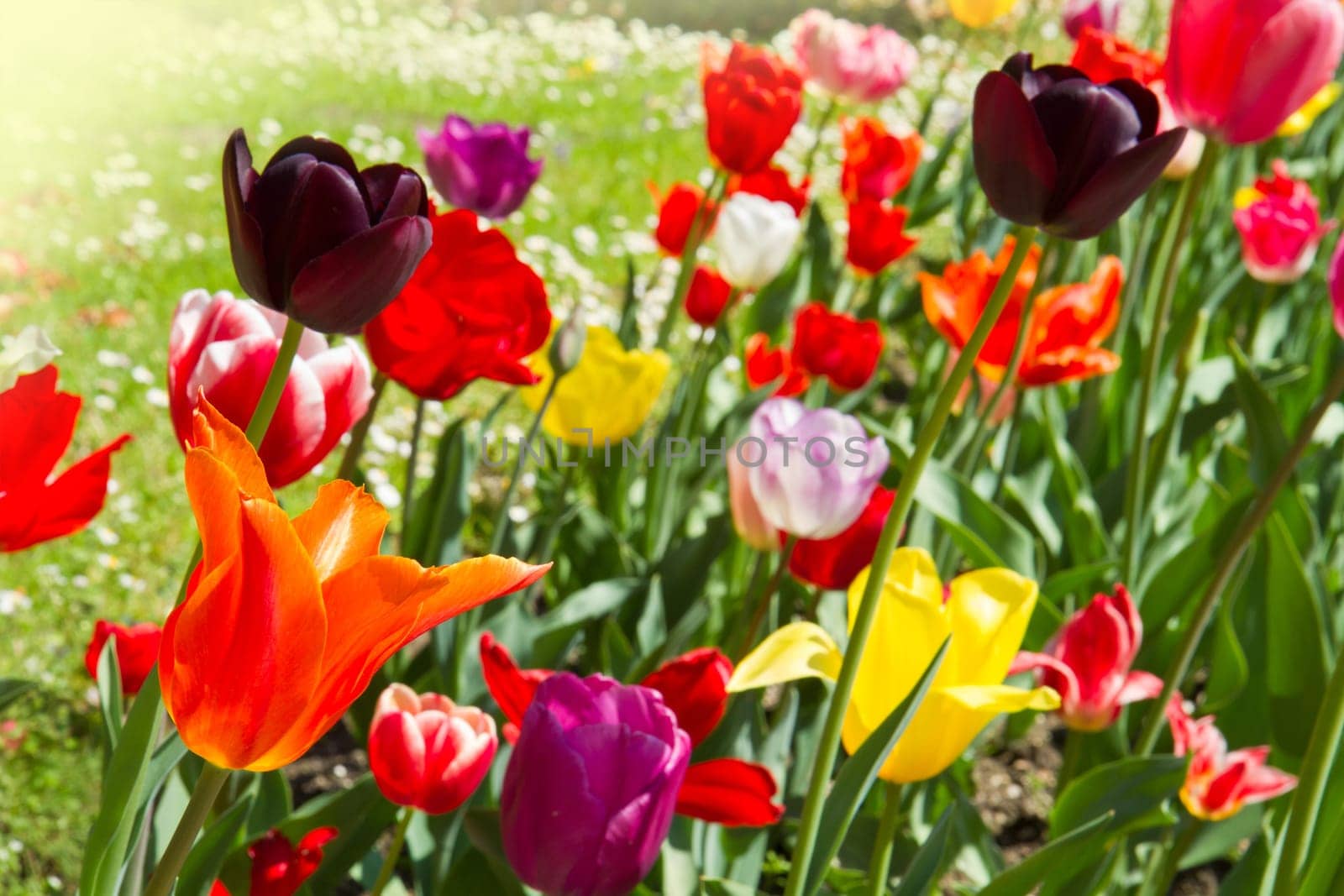 colored tulip