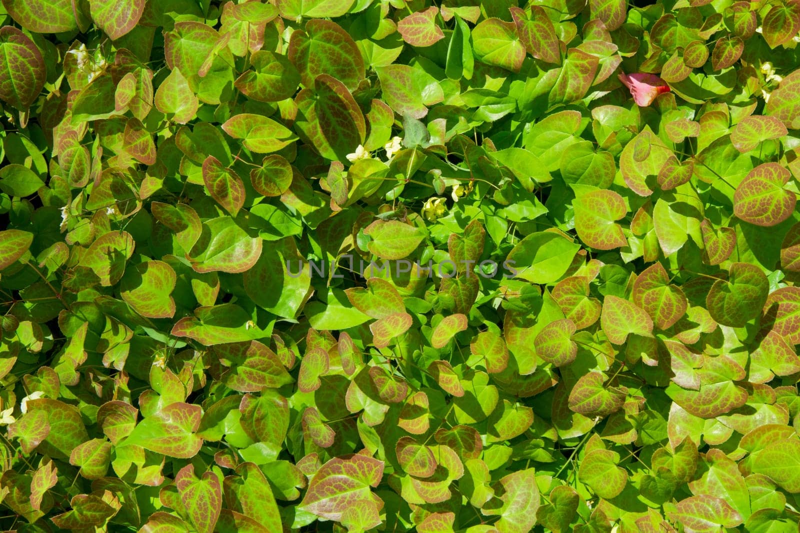 natural background with real leaf