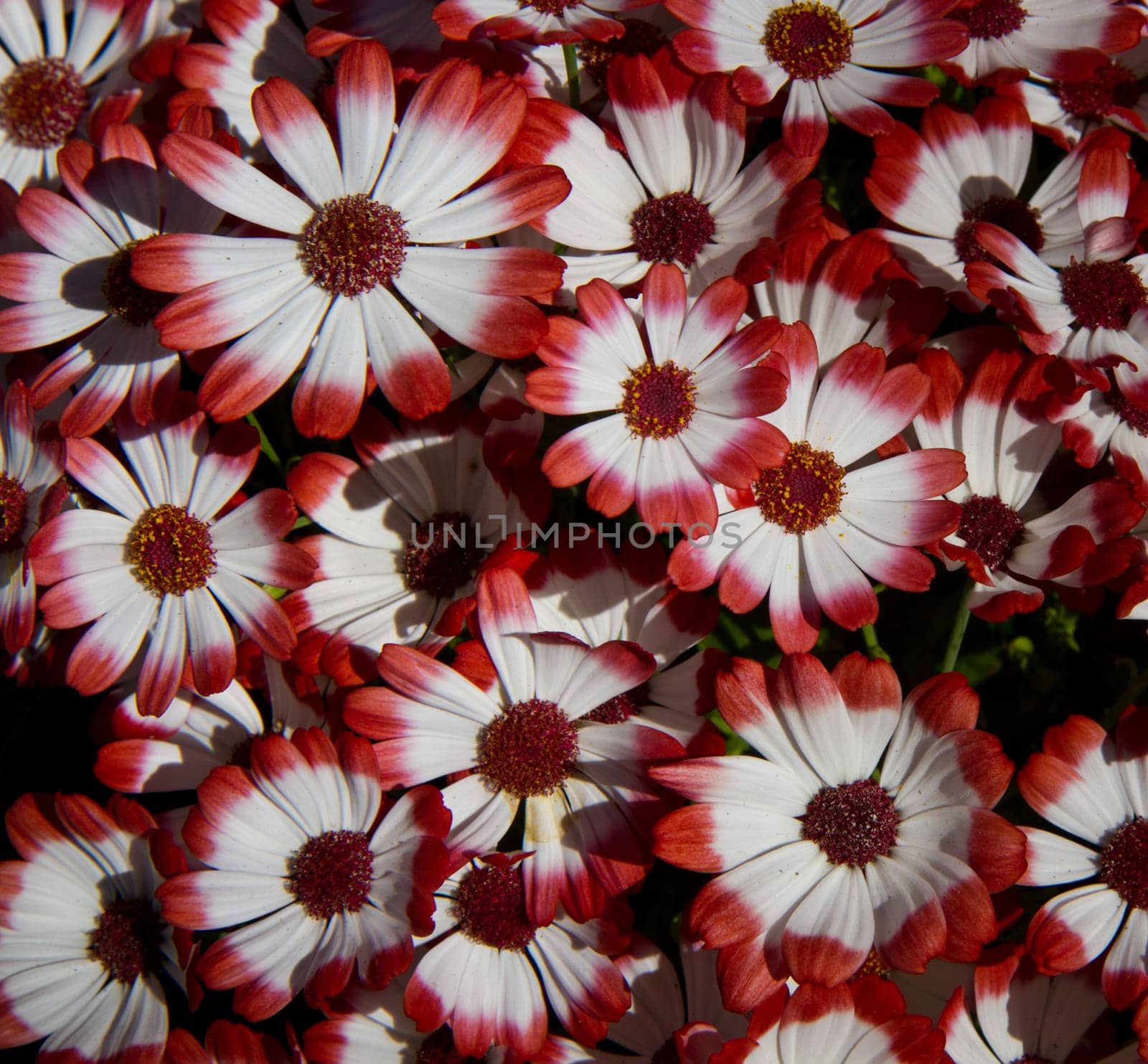 daisy background