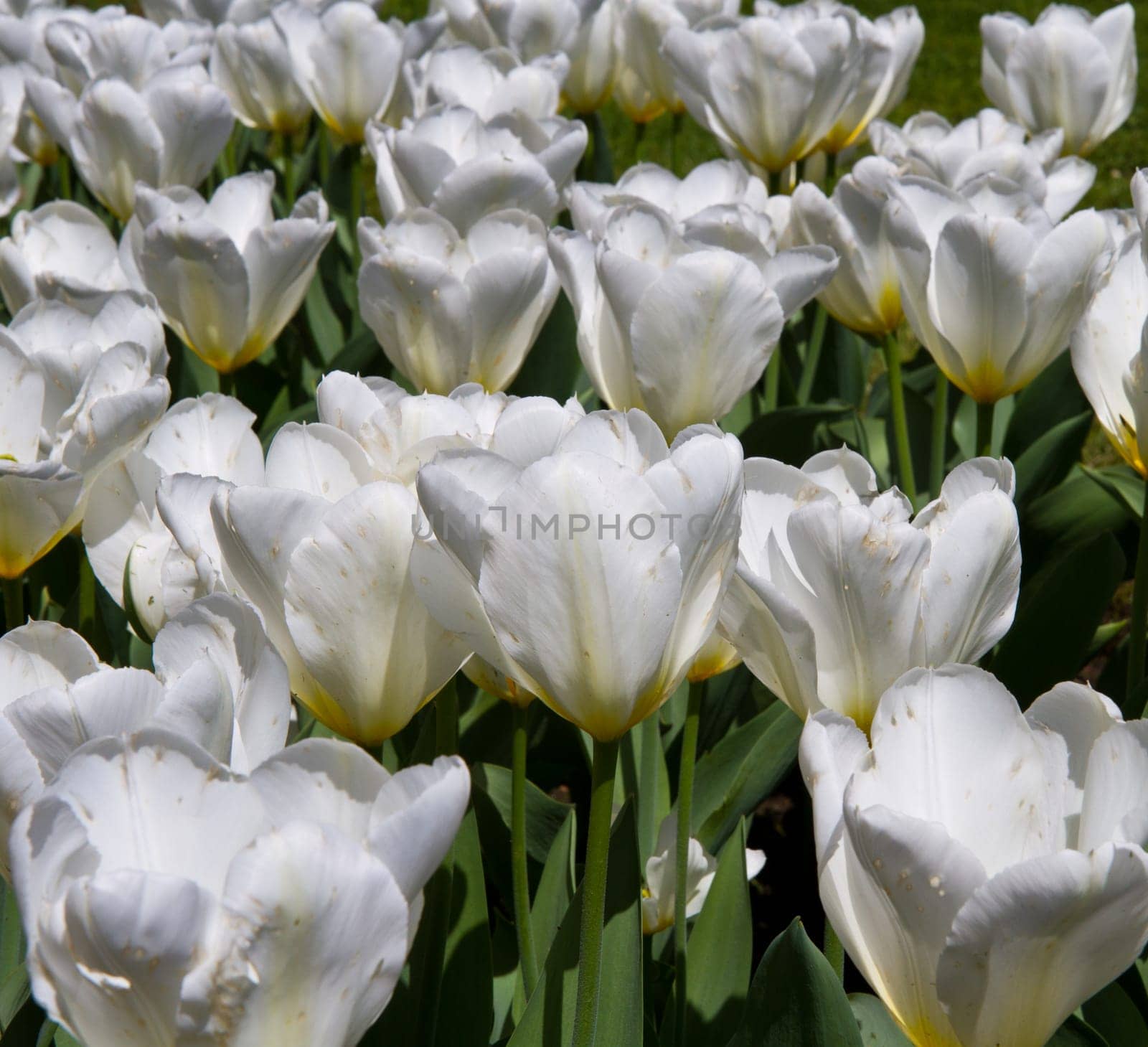 white tulip in villa taranto