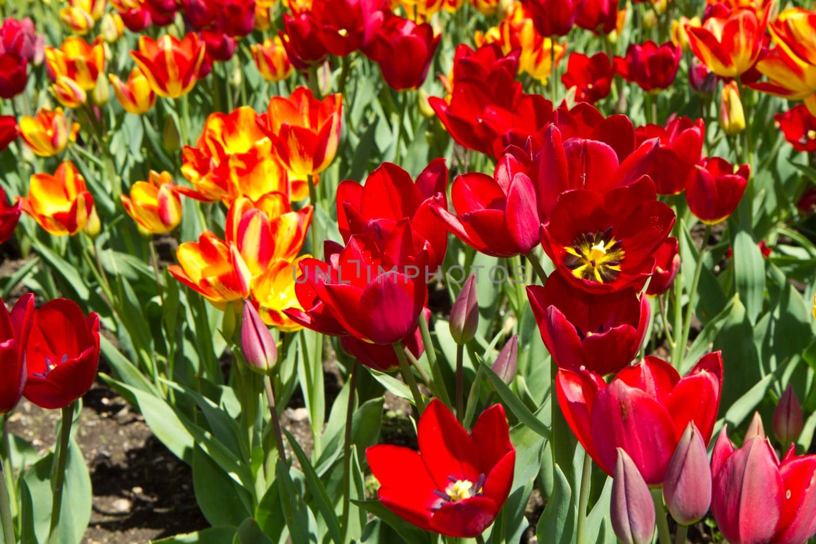 tulip field