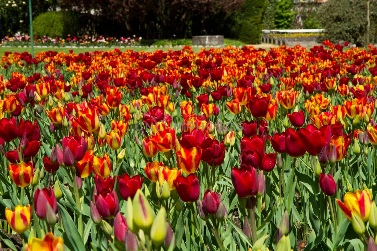 tulip field