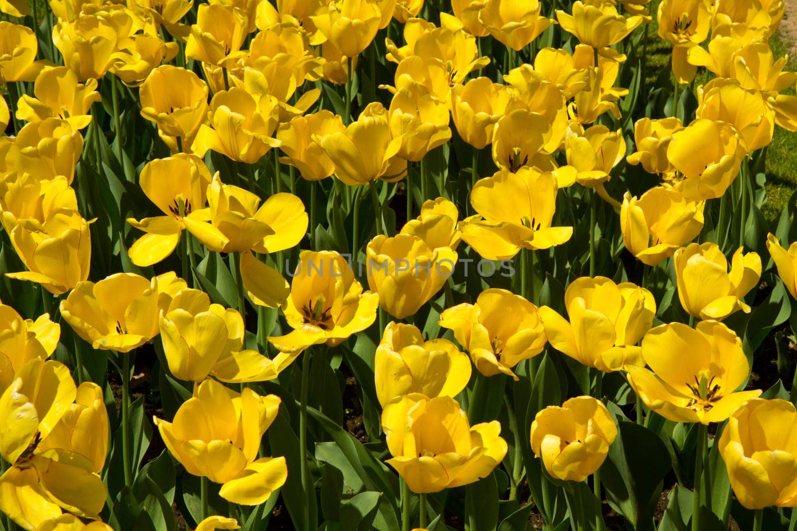 background of yellow tulip