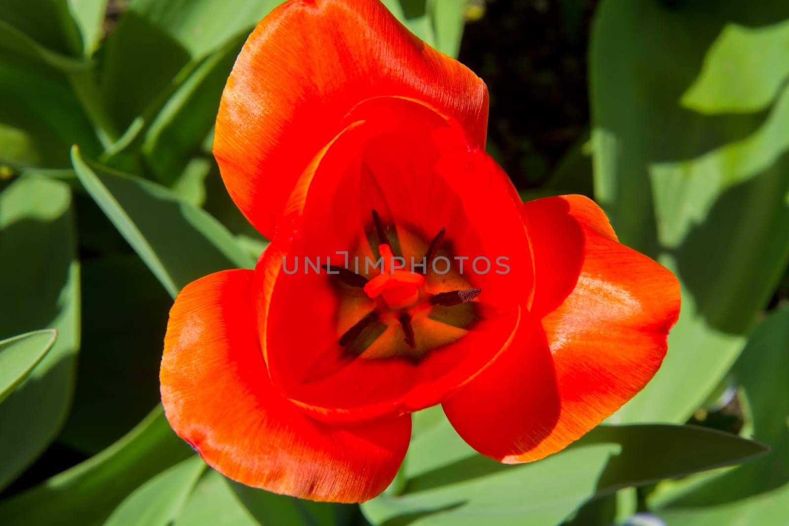 macro shot of orange tulip