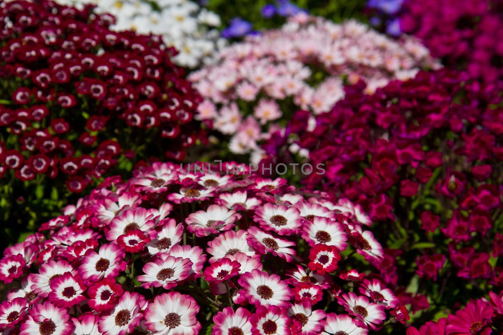 background of colored flower