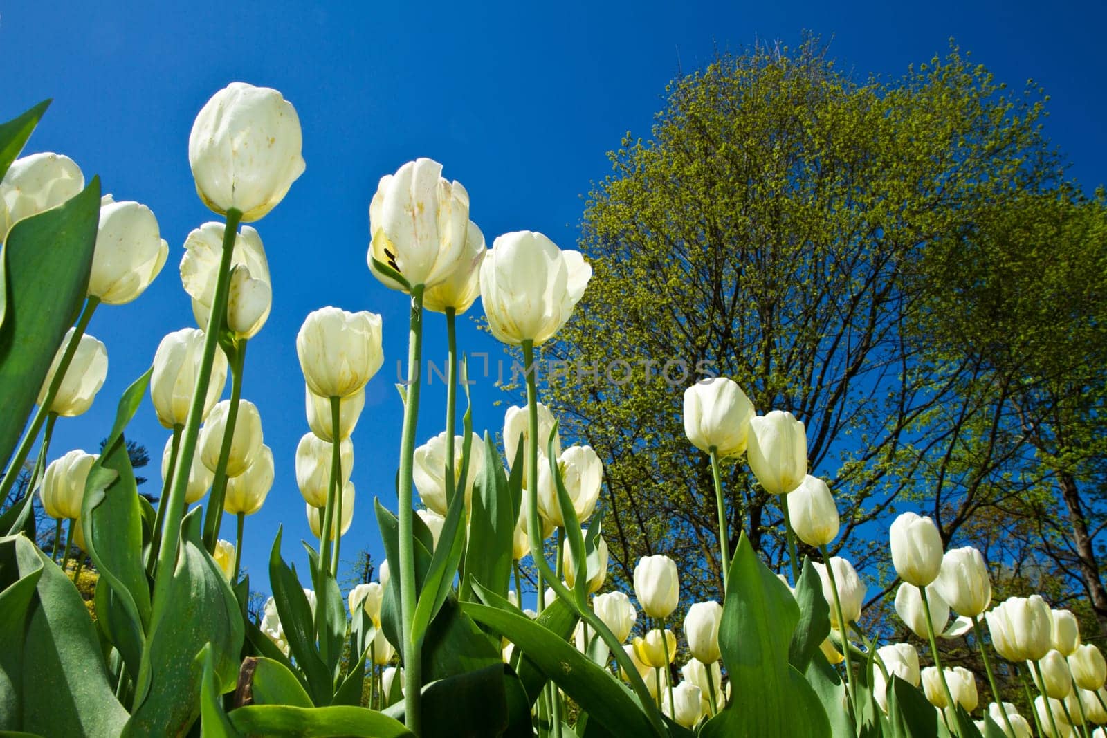 white tulip in villa taranto
