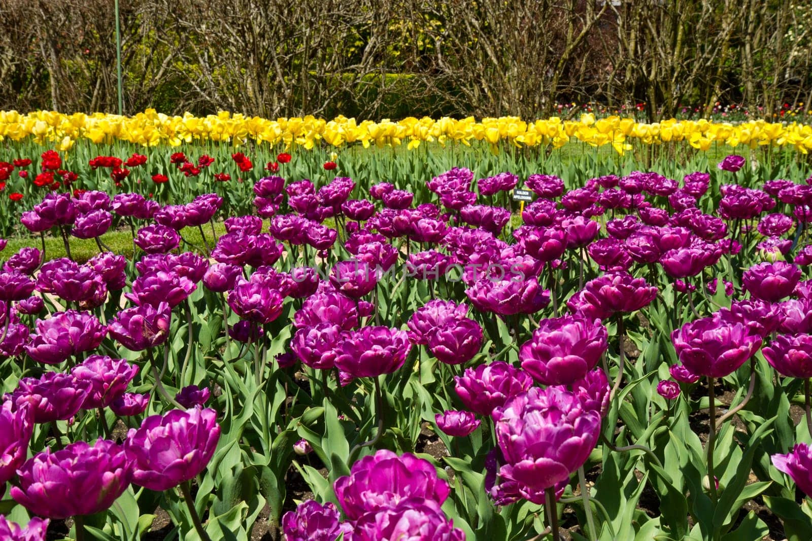tulip field