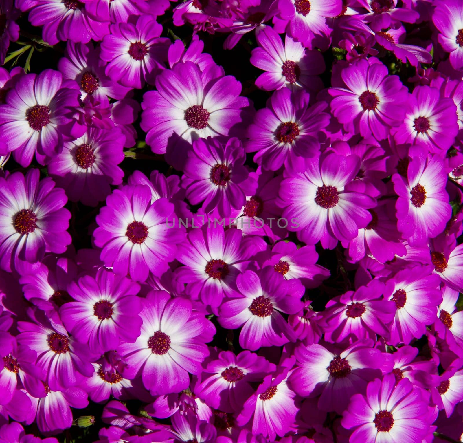 daisy background