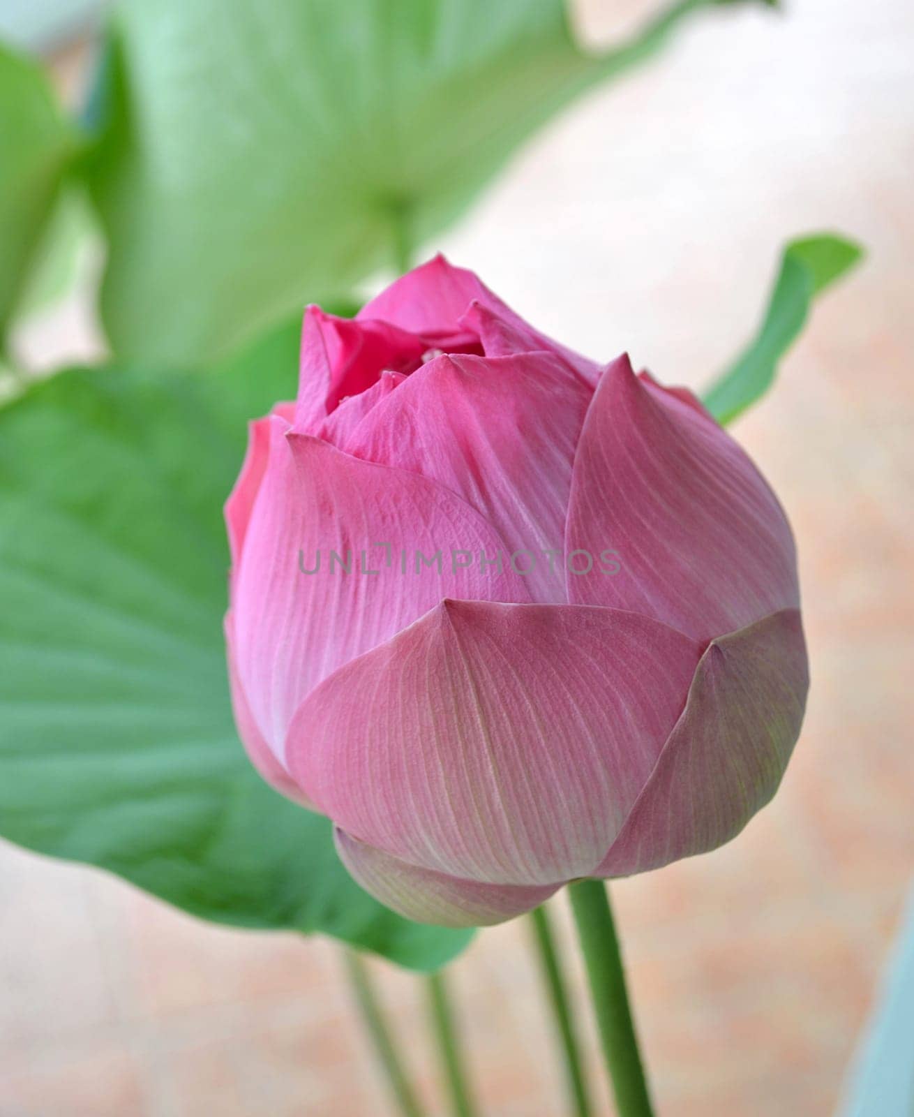 lotus with green leaf