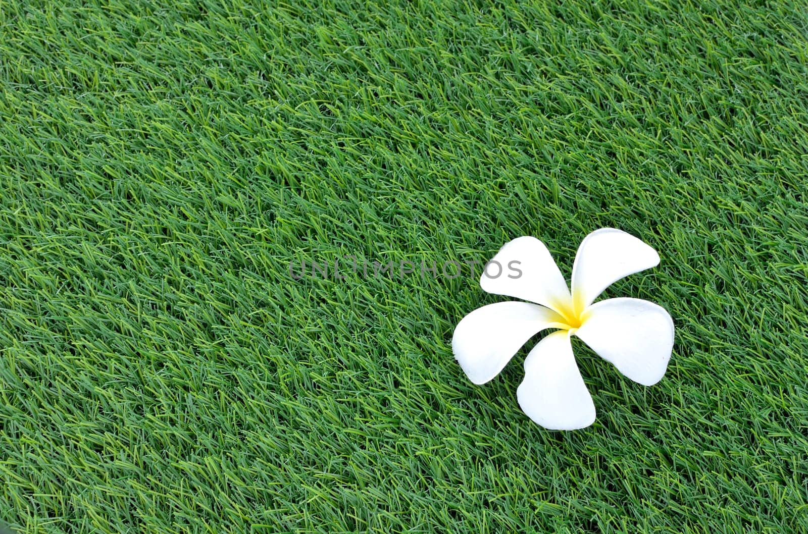 Plumeria on the green field
