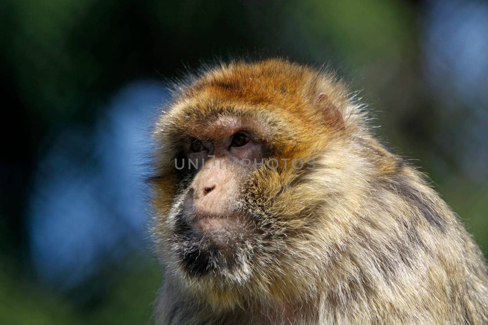 Portrait of a Barbary macaque