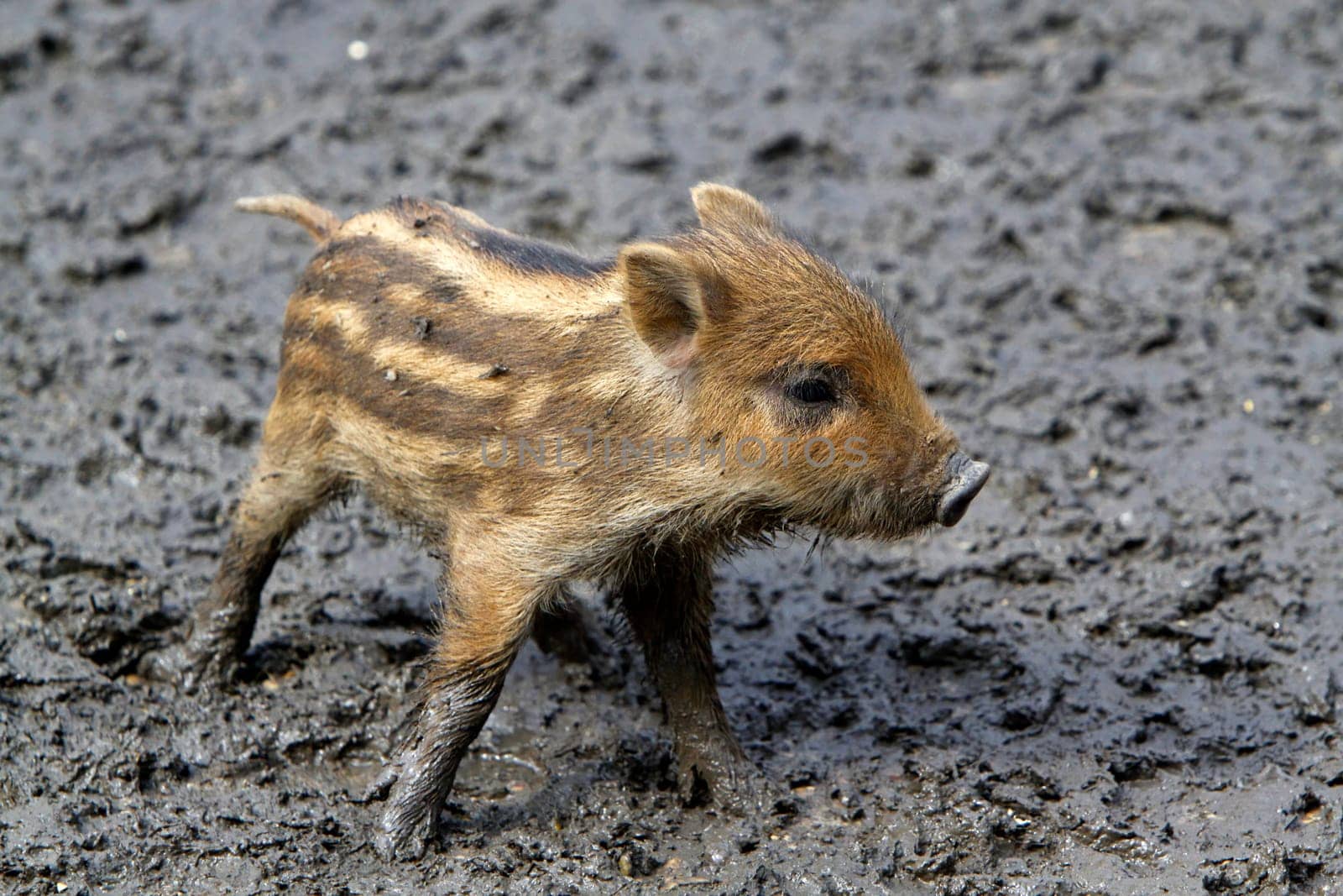 Wild boars Youngsters