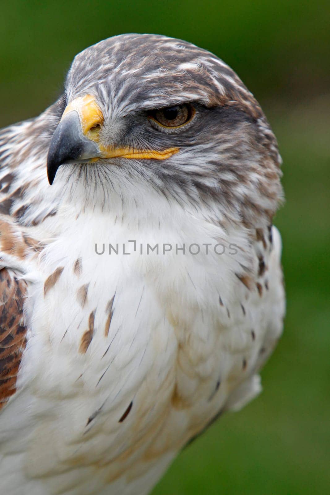 King's rough-legged buzzard
