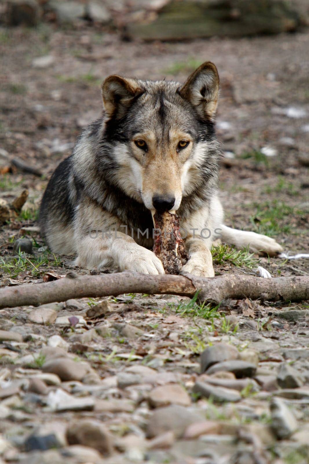 Timberwolf