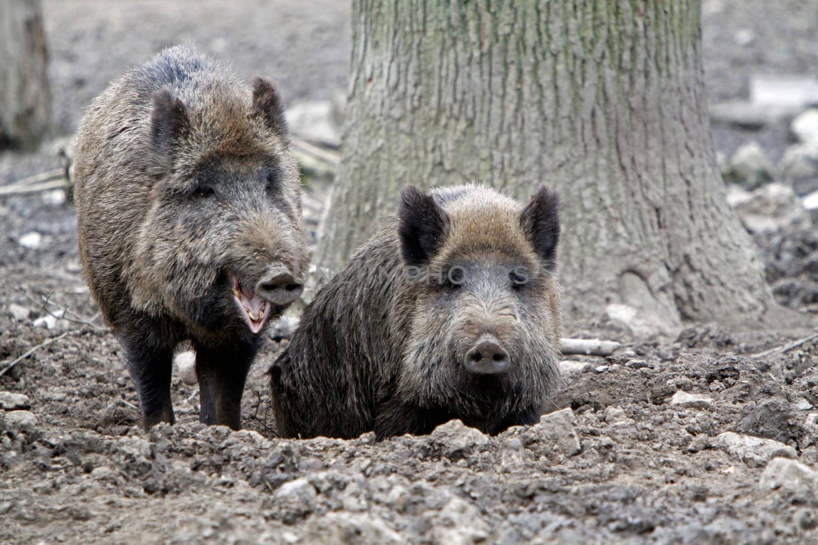 Wild boars in the mud