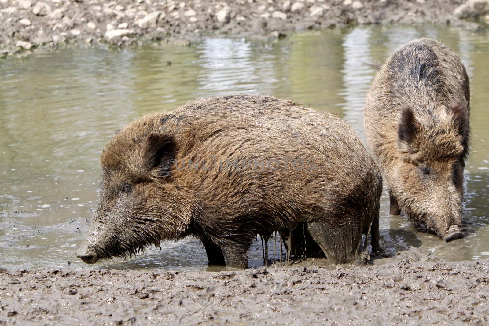 Wild boars in the mud