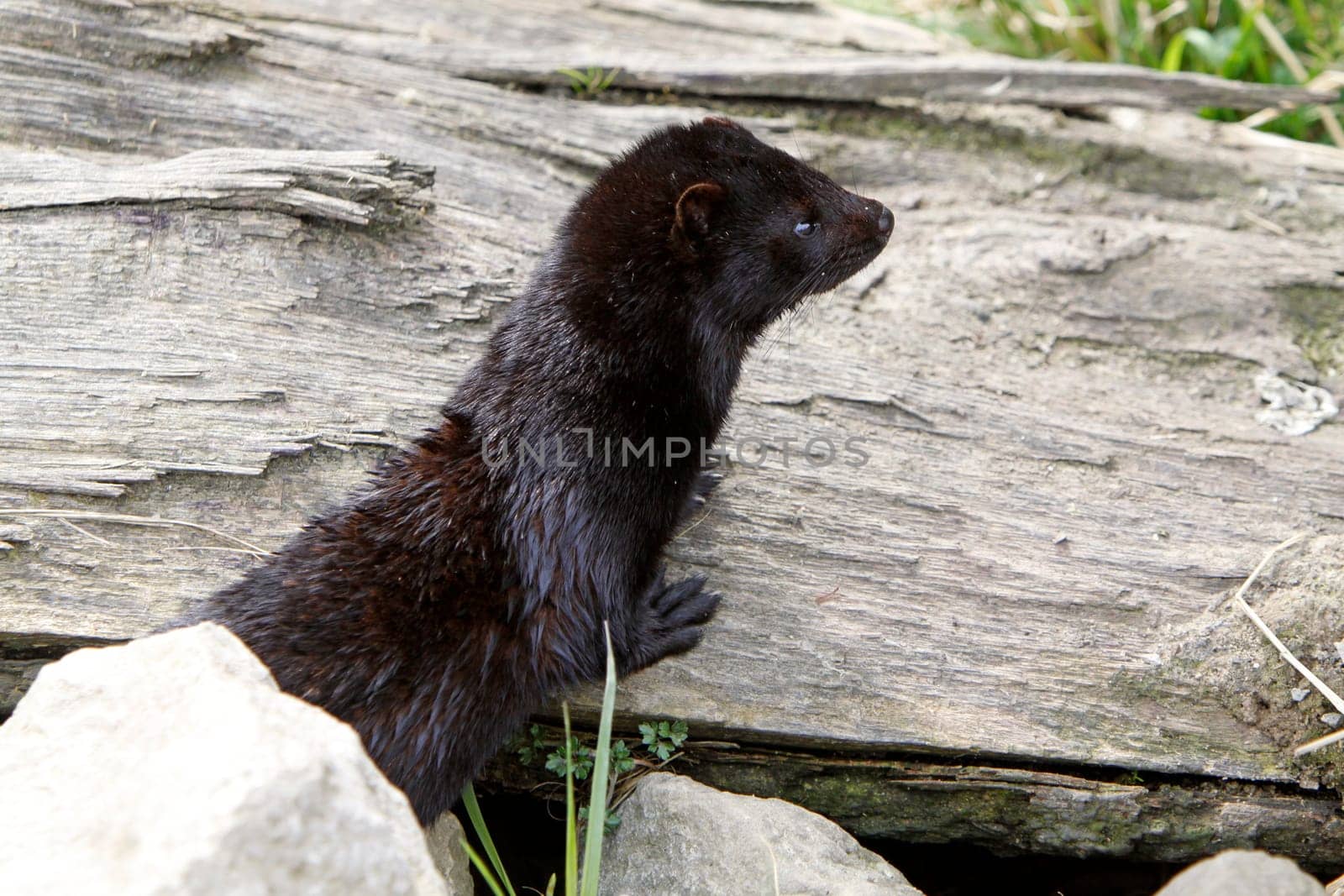 American mink