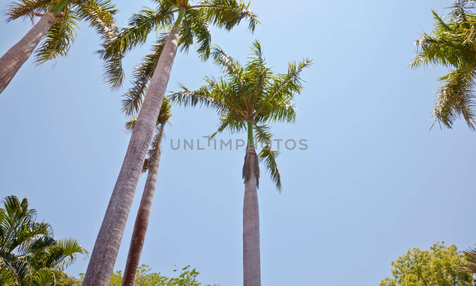 landscape capture of tropical landscape of a tropical garden of coconut palm tree arrangement against a blue sky without clouds or cirrus. Location of this generic shot was Tamil Nadu, India