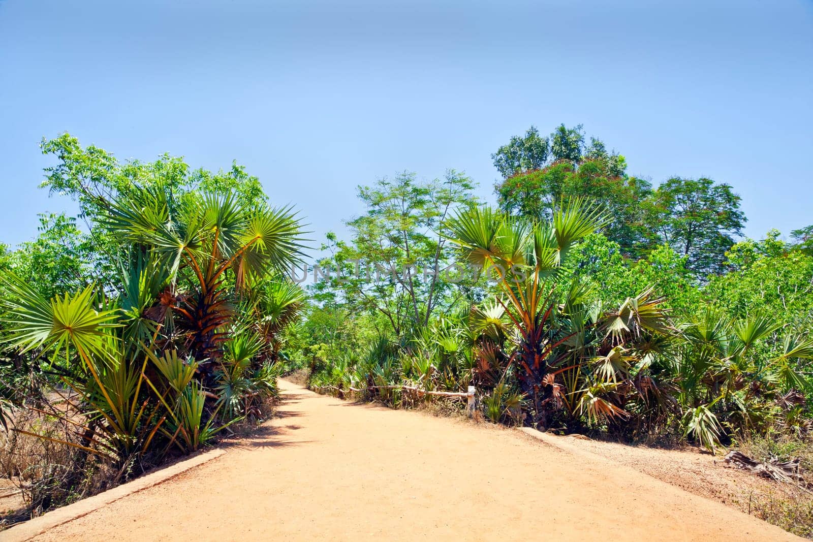 Generic horizontal landscape of a red gravel driveway lined with tropical plants at at curve in the road. A small bridge and edged by a bamboo railing. Shot location, Tamil Nada, India