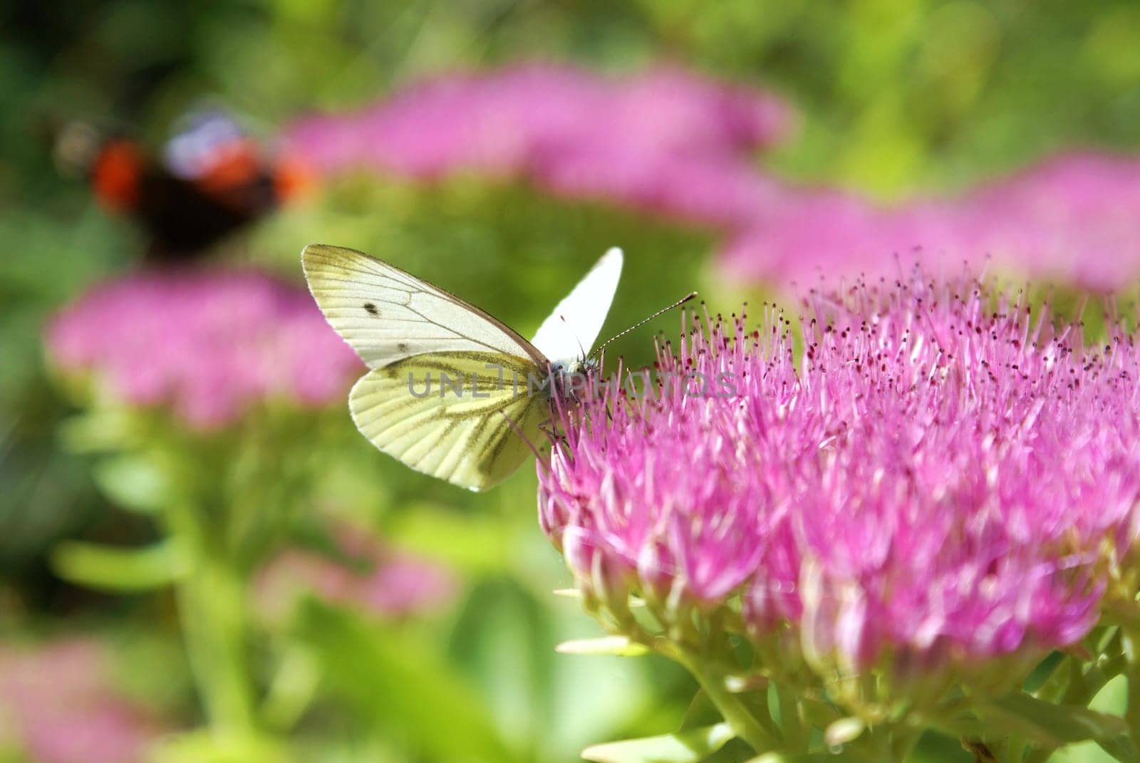 White butterfly on a flower