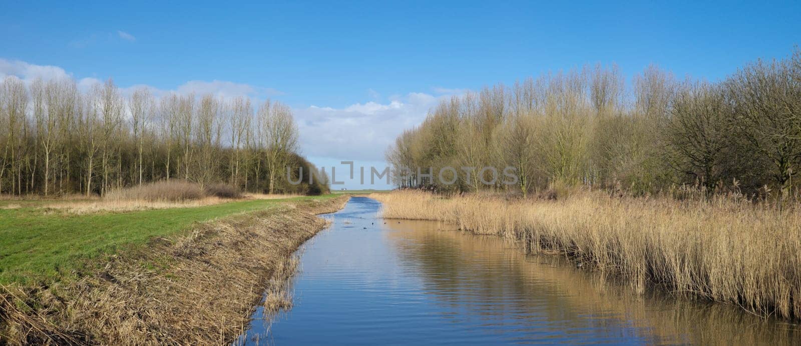 small ditch with reed and trees