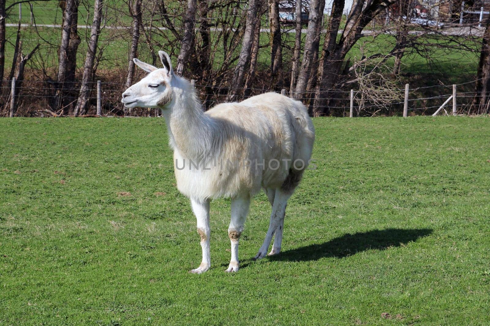Llamas are being bred more and more often in Bavaria