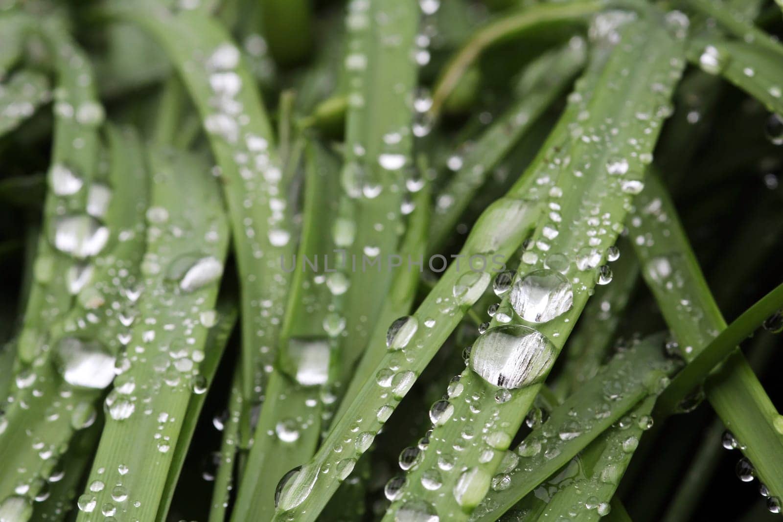After the spring rains