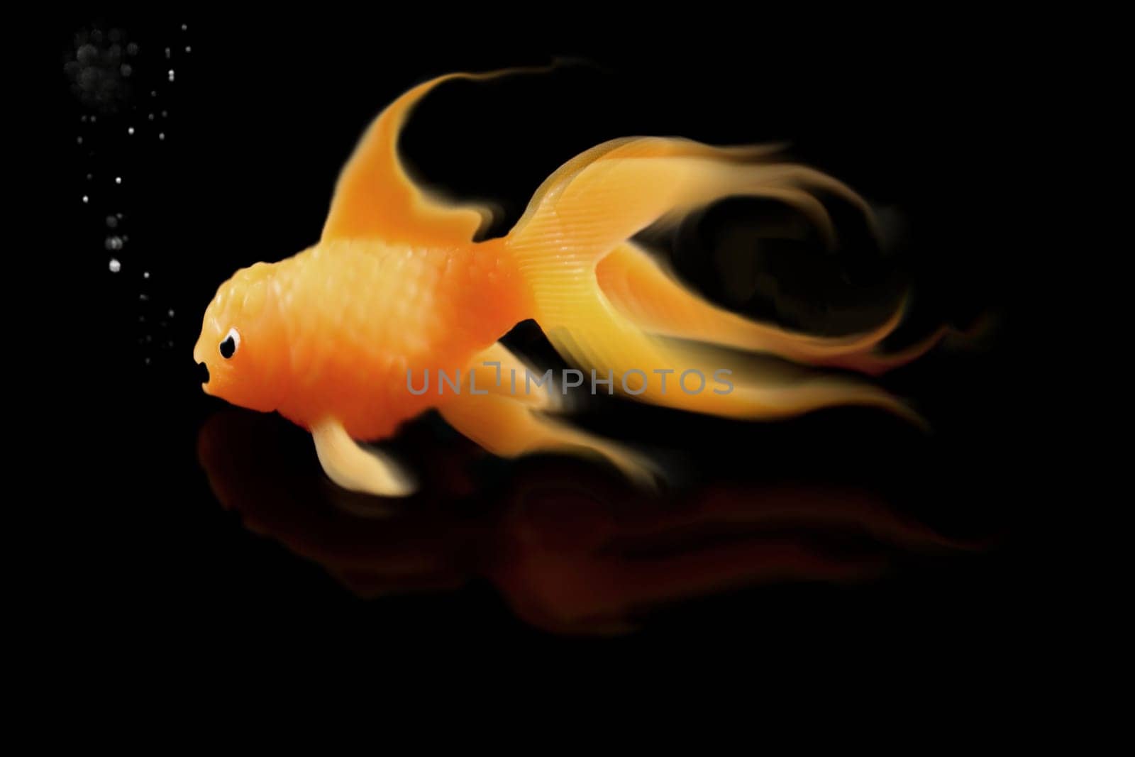 Mad goldfish on black background