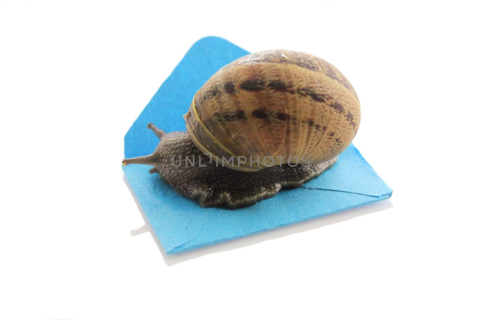 Snail on a small envelope on a white background